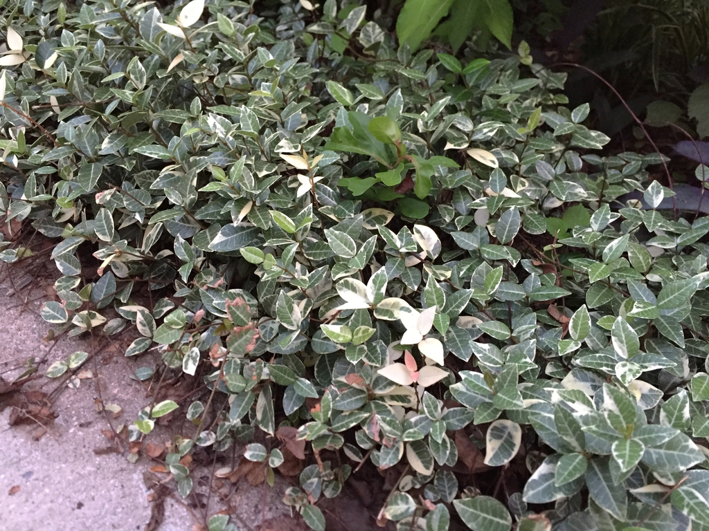 'Variegatum' Form