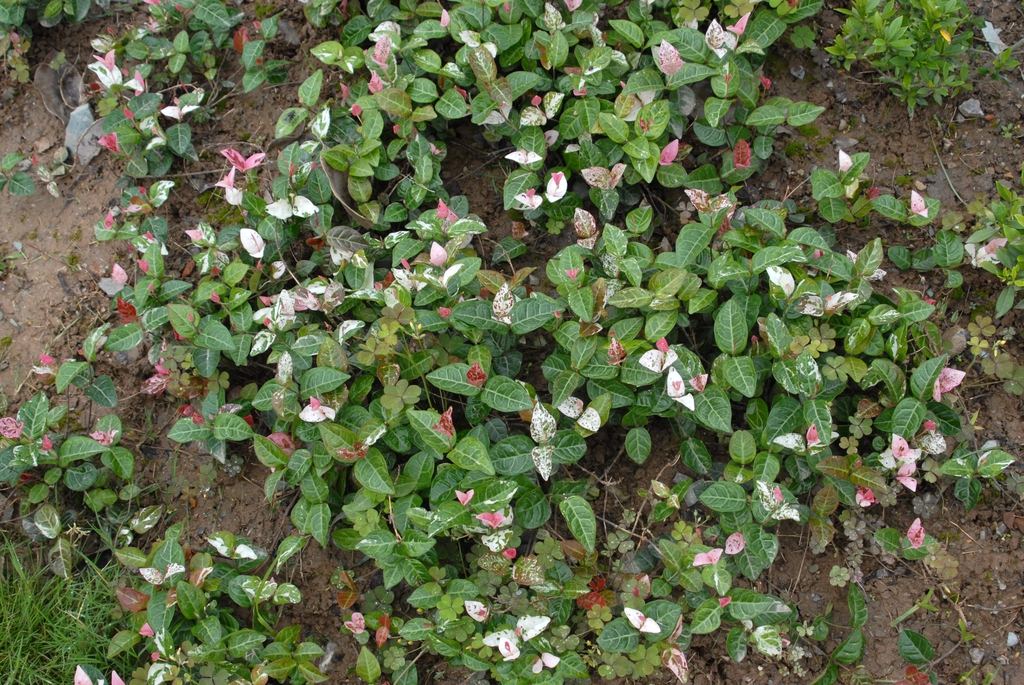 Trachelospermum asiaticum