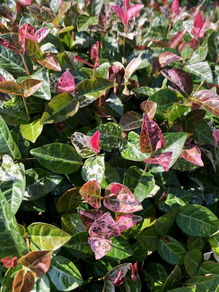 Form with pink & green new growth that matures white and green.