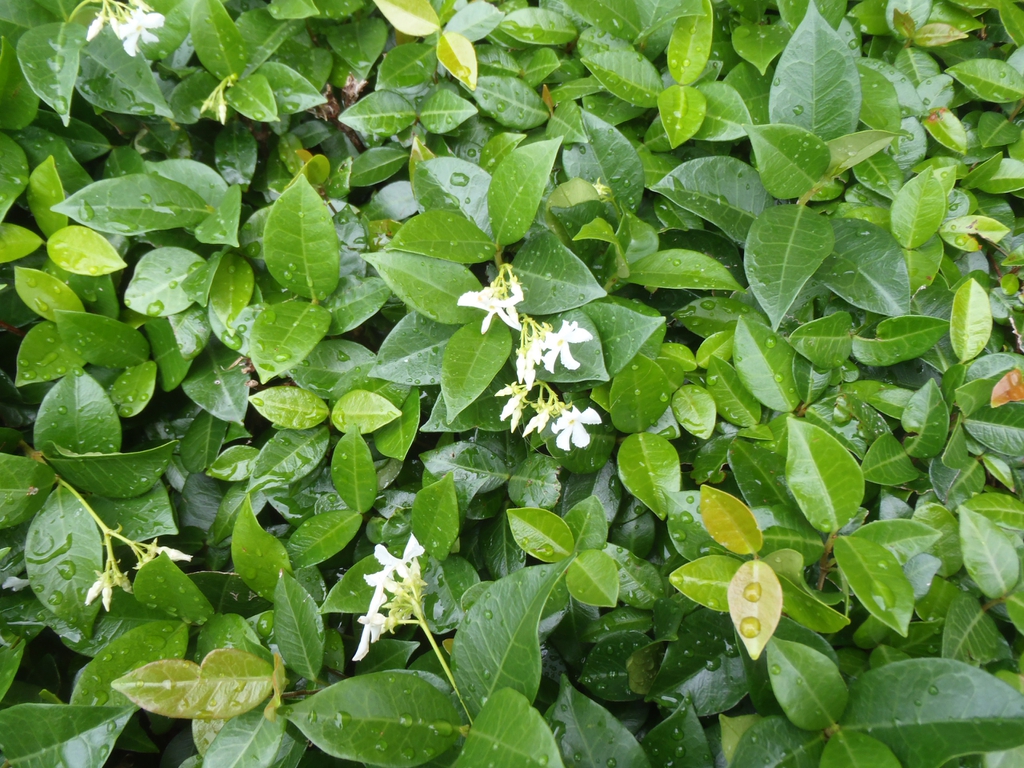 Trachelospermum asiaticum