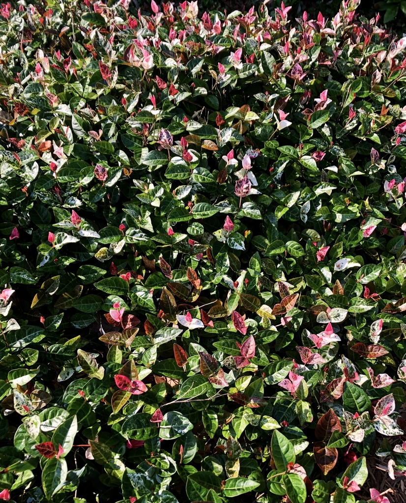 Form with pink & green new growth that matures white and green.