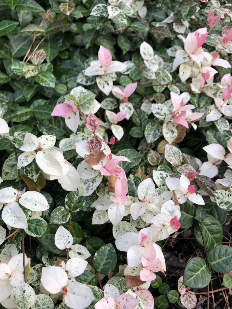 Trachelospermum asiaticum