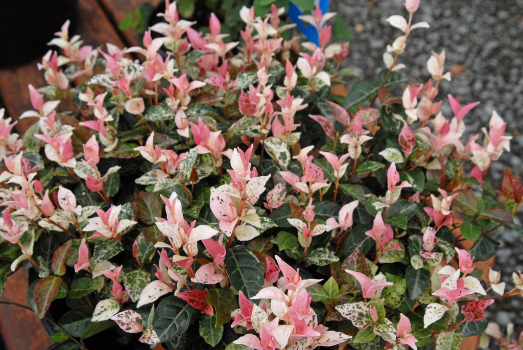 Trachelospermum asiaticum
