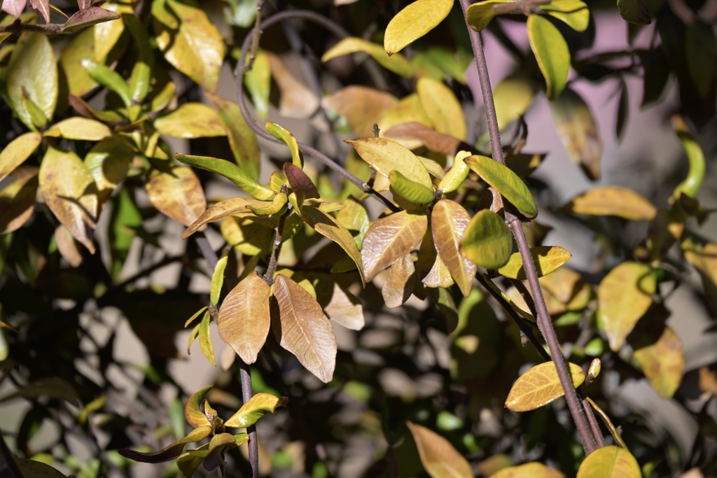 leaves turn bronze in January
