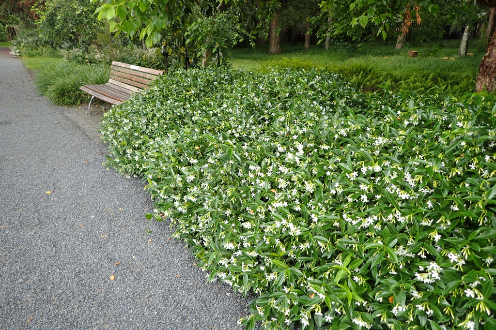 Trachelospermum jasminoides