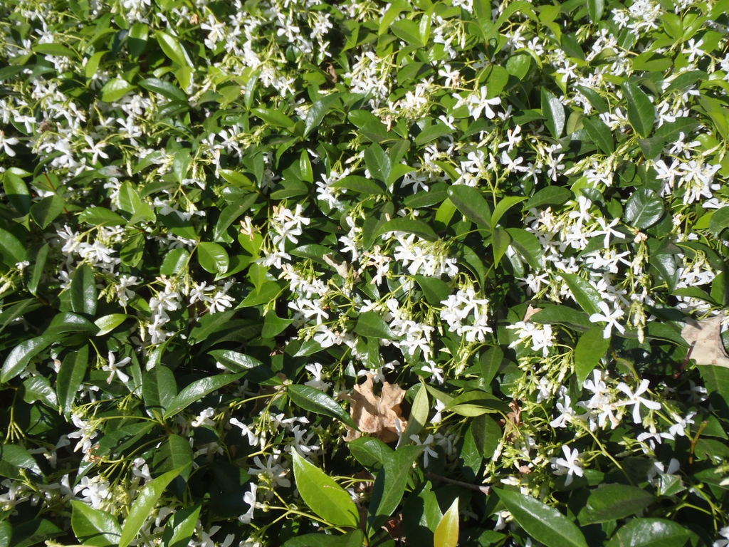 Trachelospermum jasminoides
