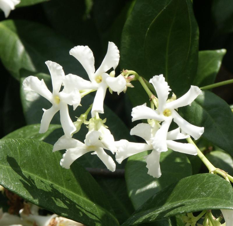 Trachelospermum jasminoides