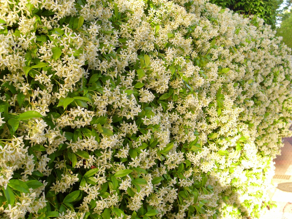 Trachelospermum jasminoides