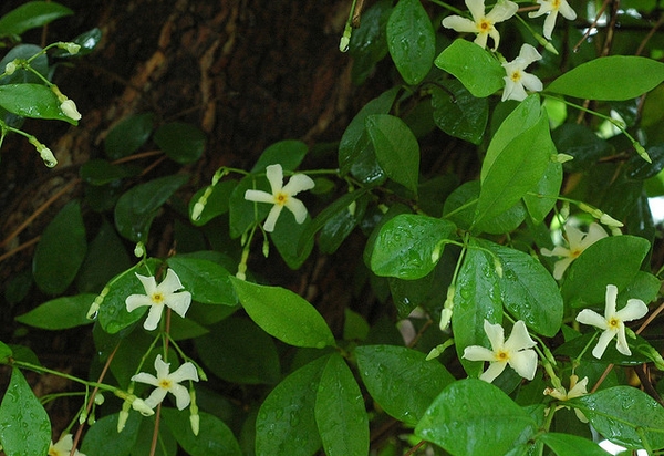 Trachelospermum asiaticum