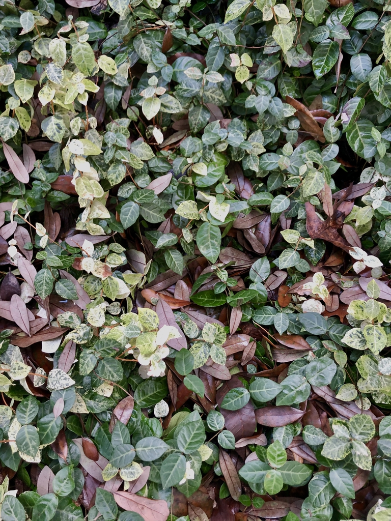 Variegated white and green mature leaves.