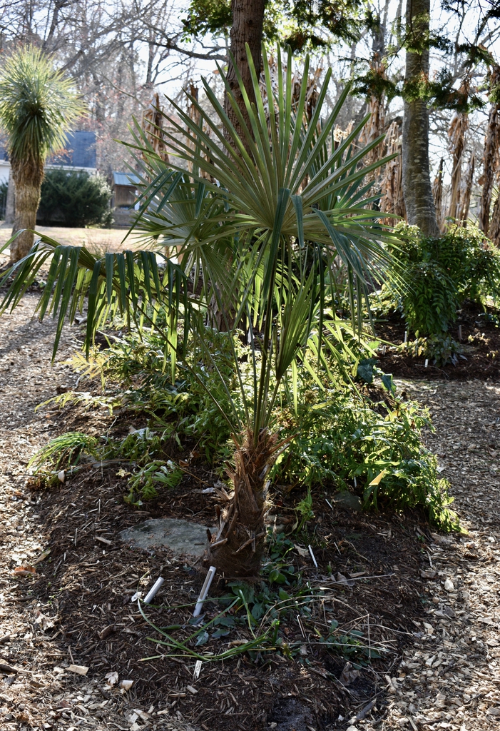 'Hayes Stiffie' Form - March - Wake Co., NC