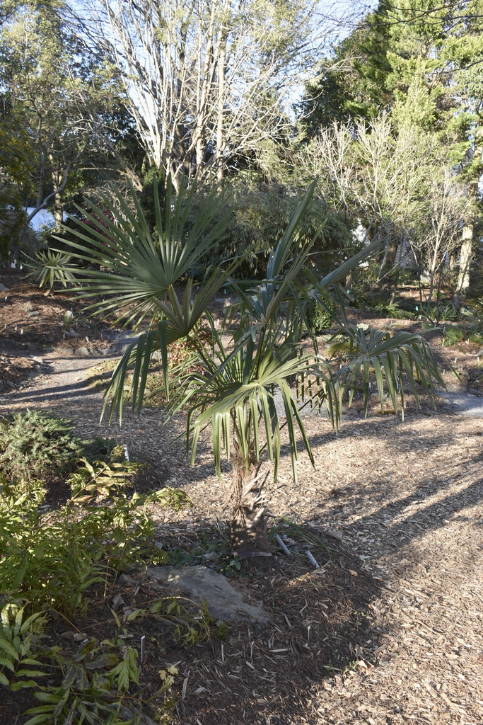 'Hayes Stiffie' Form - March 3 - Wake Co., NC