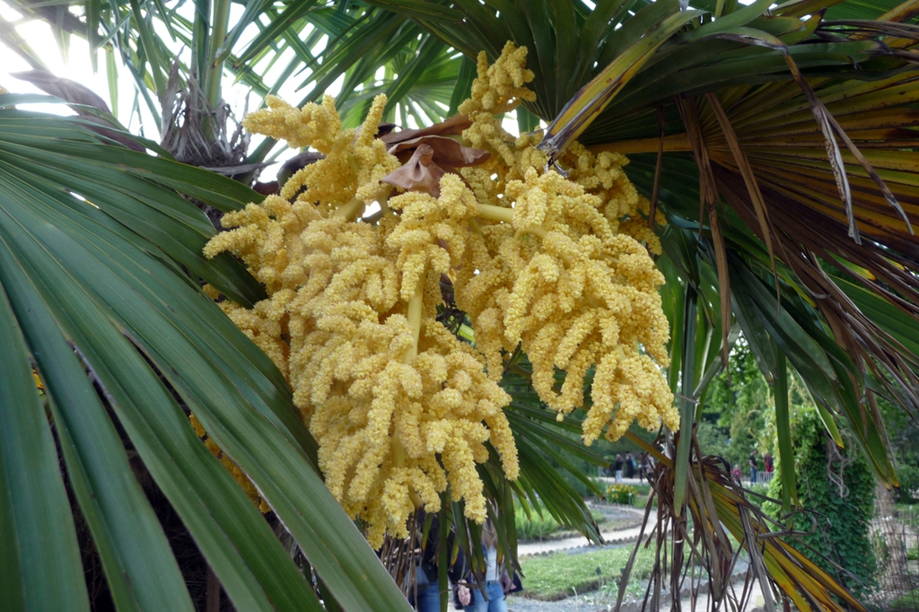 Trachycarpus fortunei