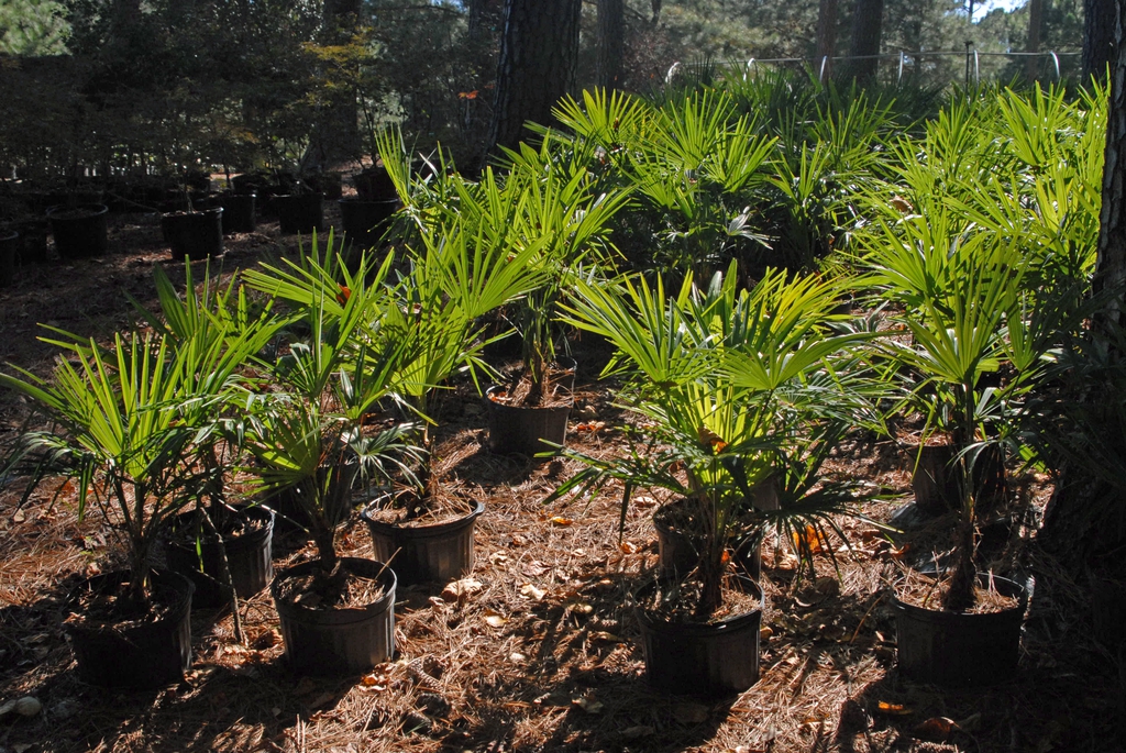 Plantation