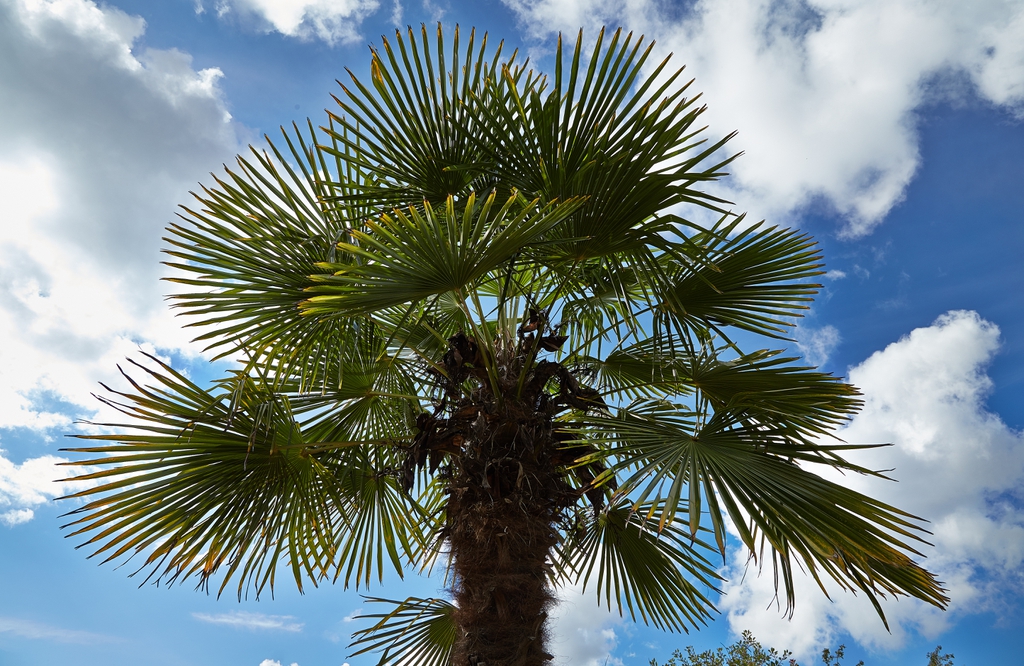 Trachycarpus fortunei