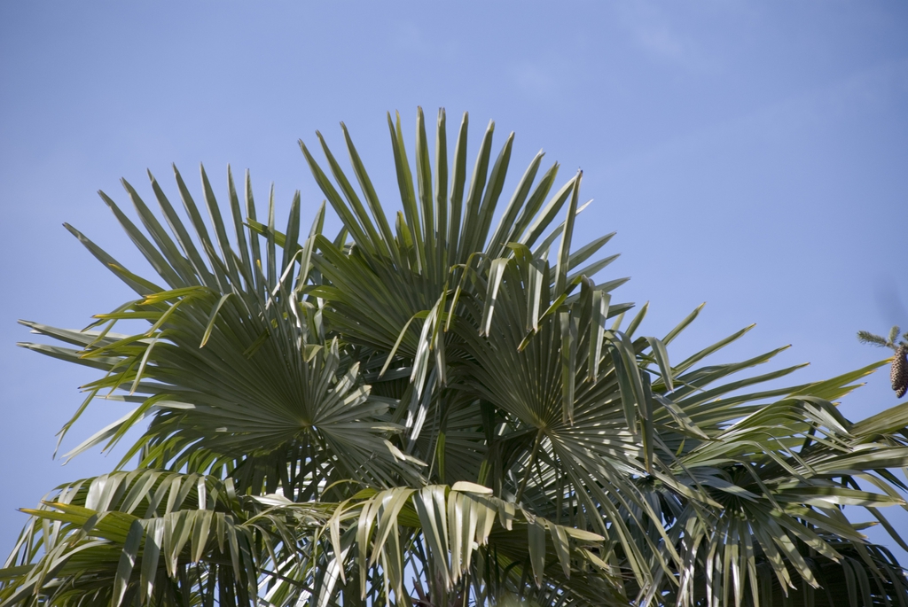 Trachycarpus fortunei
