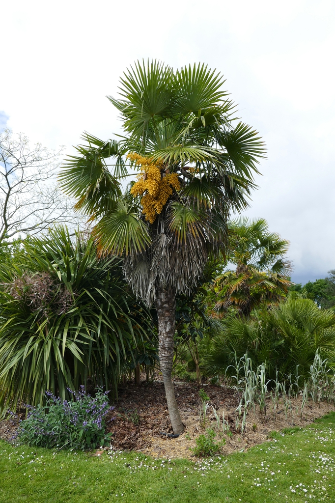 Trachycarpus fortunei