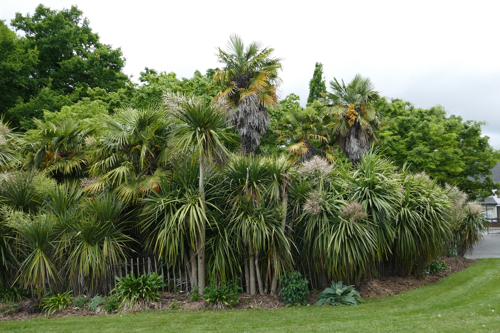 Trachycarpus fortunei