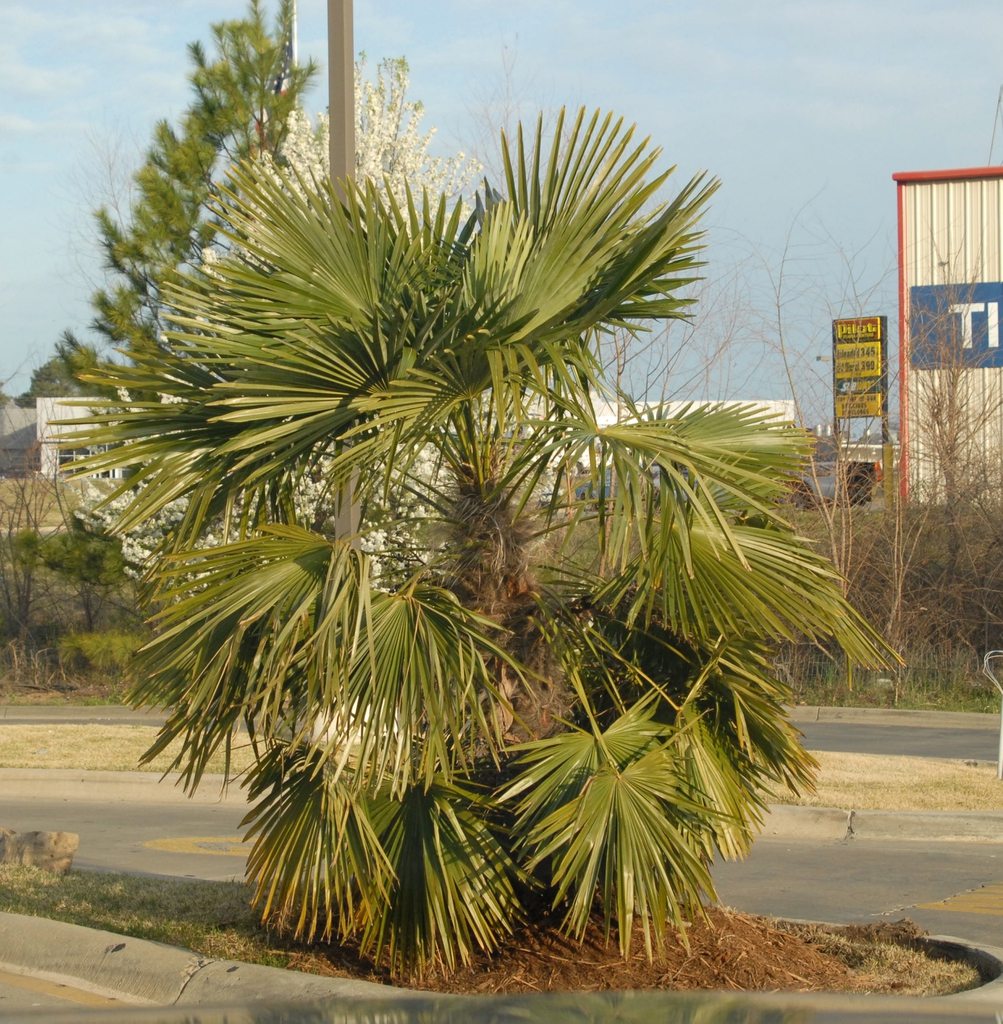 Trachycarpus fortunei