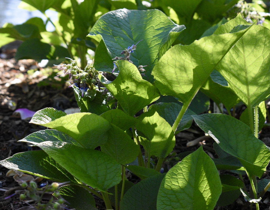 Flowers in late March - Warren County, NC