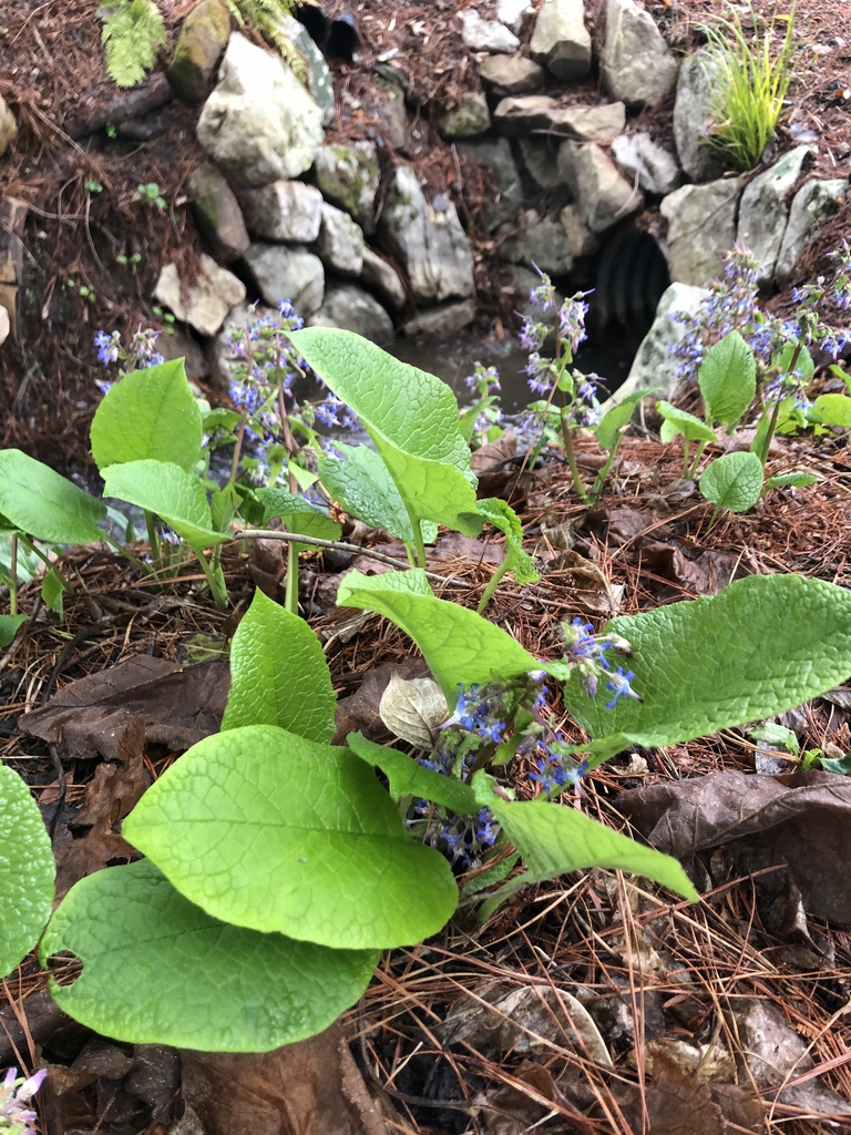 Form - March 17 - Wake Co., NC