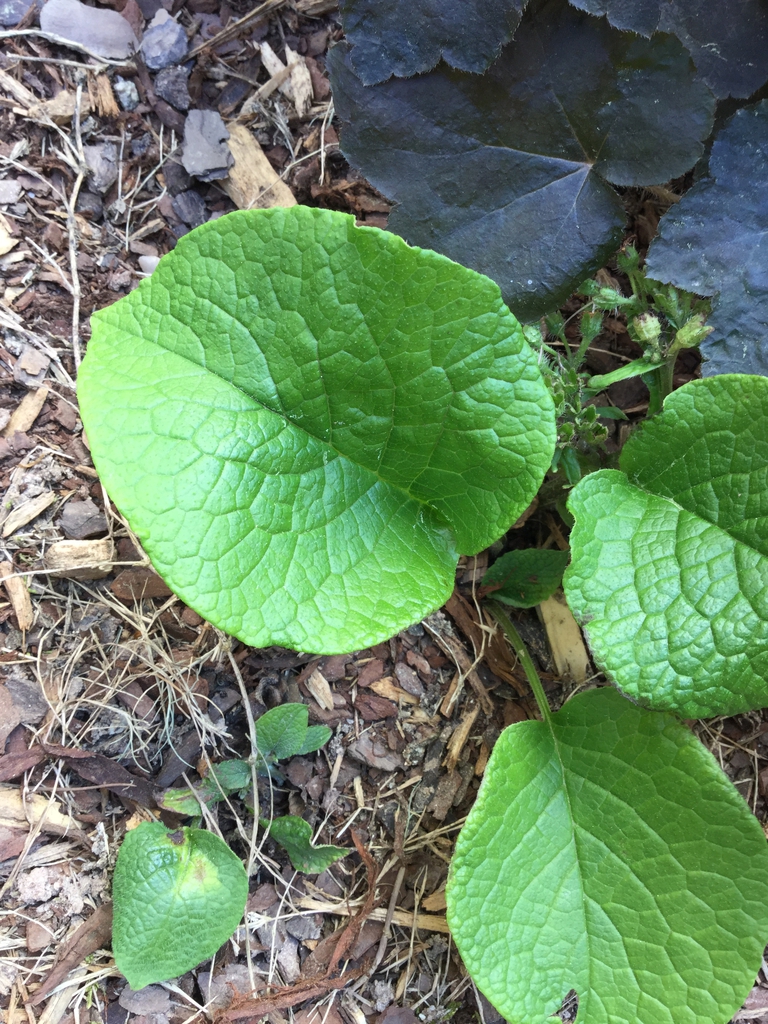 Trachystemon orientalis