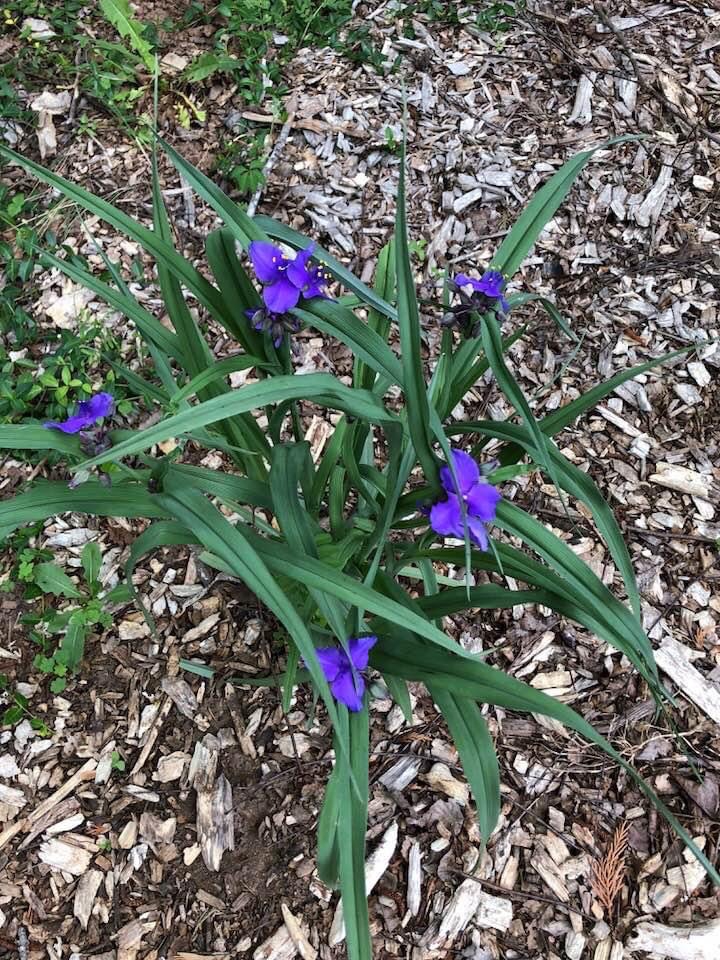 Tradescantia