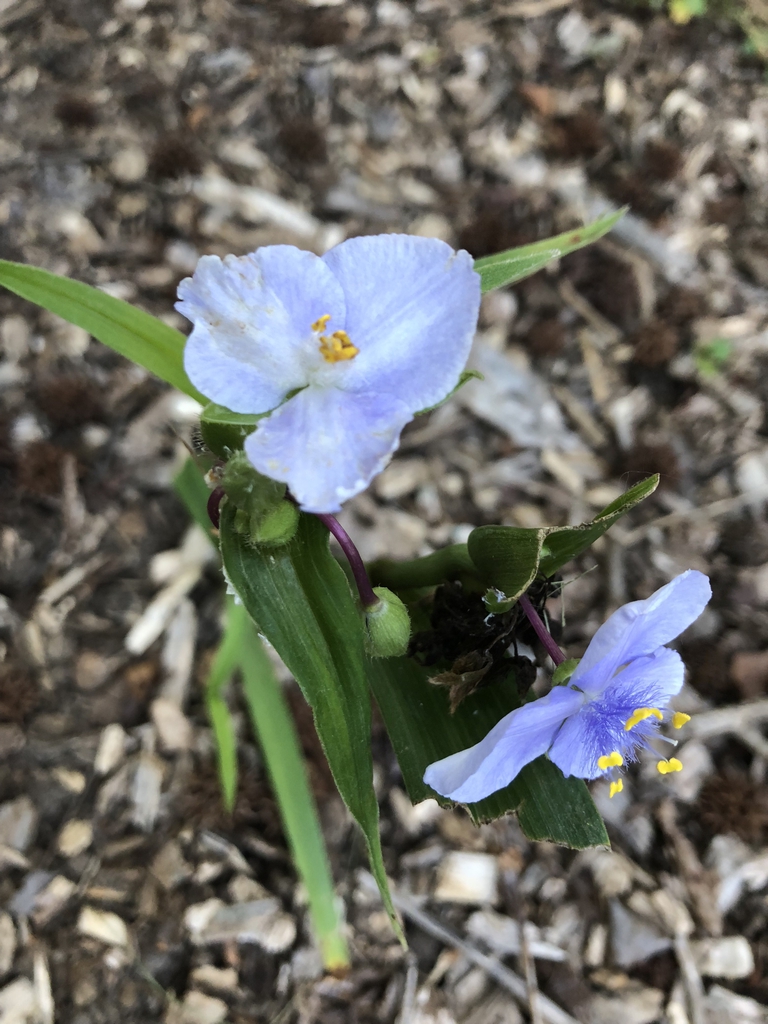 Tradescantia
