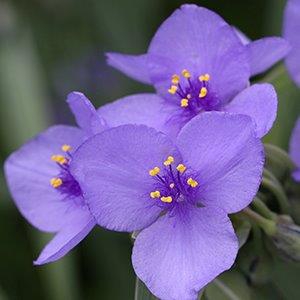 Tradescantia ohiensis