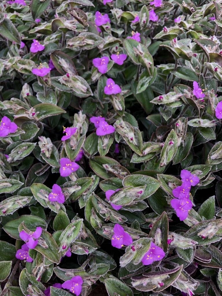 Form - Oct. 26 - Wake Co., NC