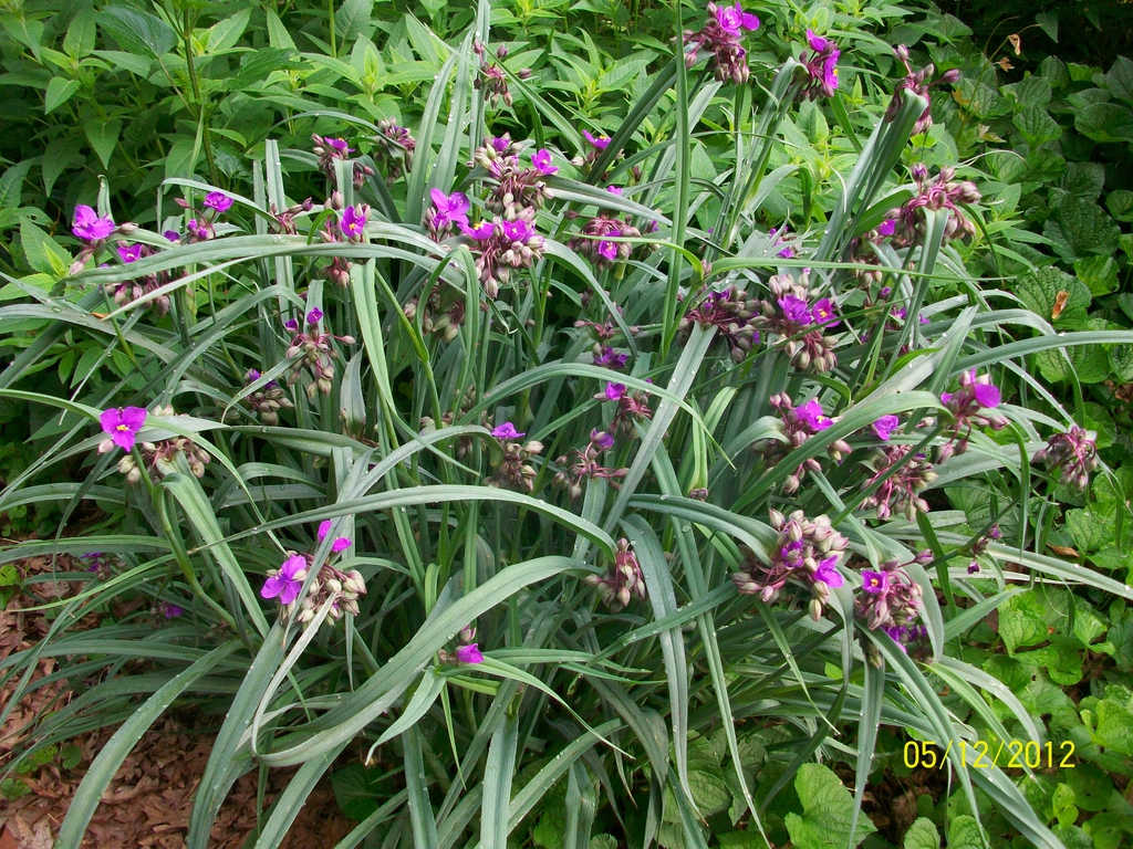 Lavender blue, 3-petaled flowers; grassy foliage.