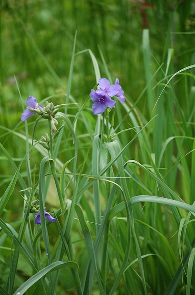Lavender blue, 3-petaled flowers; grassy foliage.