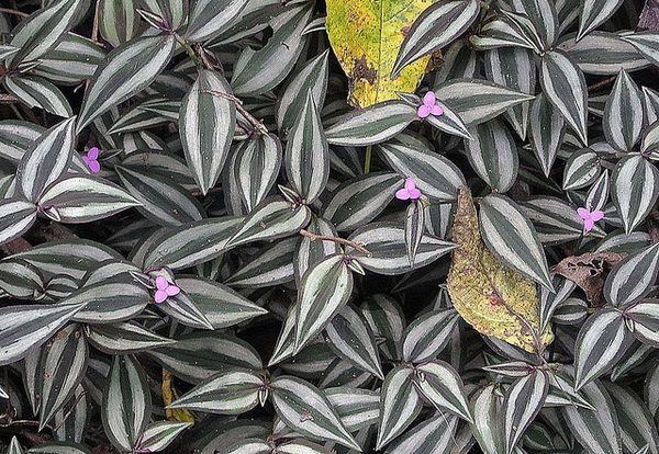 Foliage, attractively striped, and small, rosy pink flowers