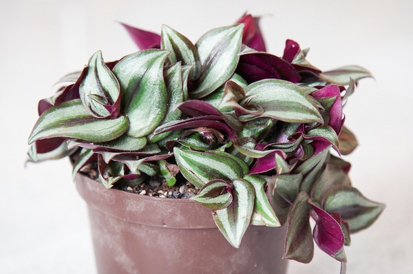 Potted plant showing silver-striped leaves with purple underside