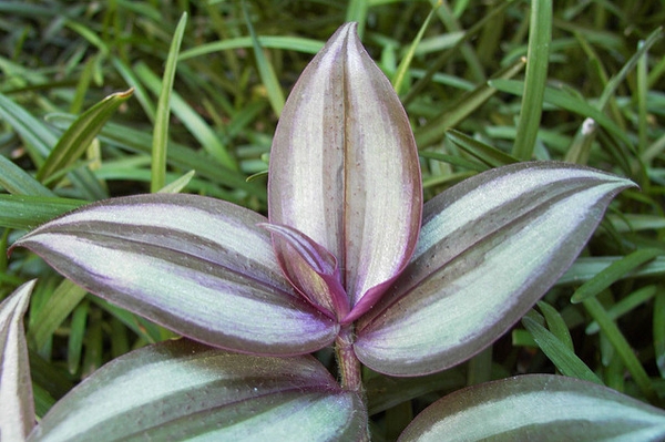 Leafy shoot showing variegation.