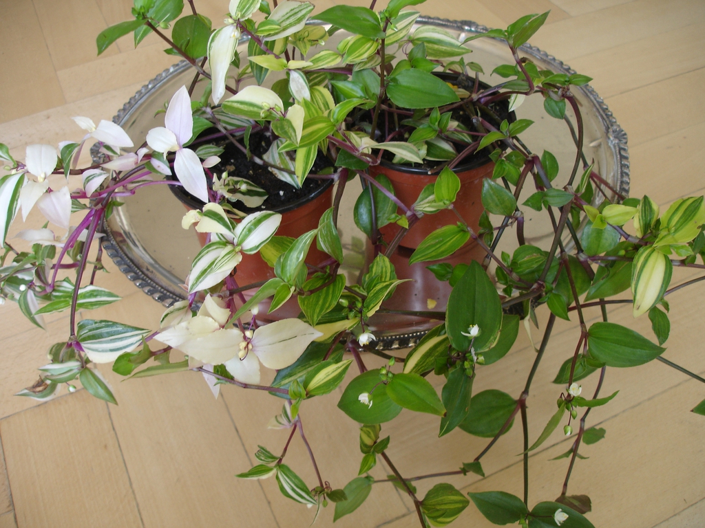 Variegated variety in a pot