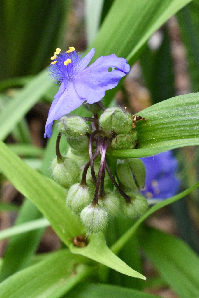 Flower/Flower buds - April - Wake Co., NC