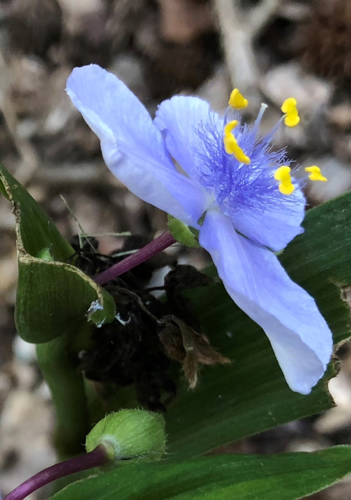 Tradescantia