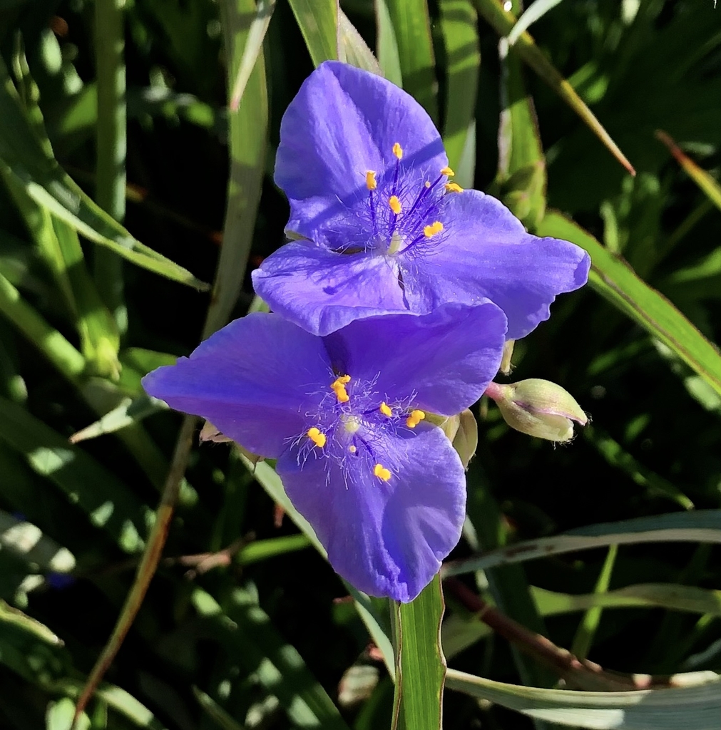 Flower Top View - Sumer - Wake Co., NC