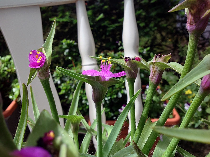 Tradescantia x andersoniana 'Purple Rebel''