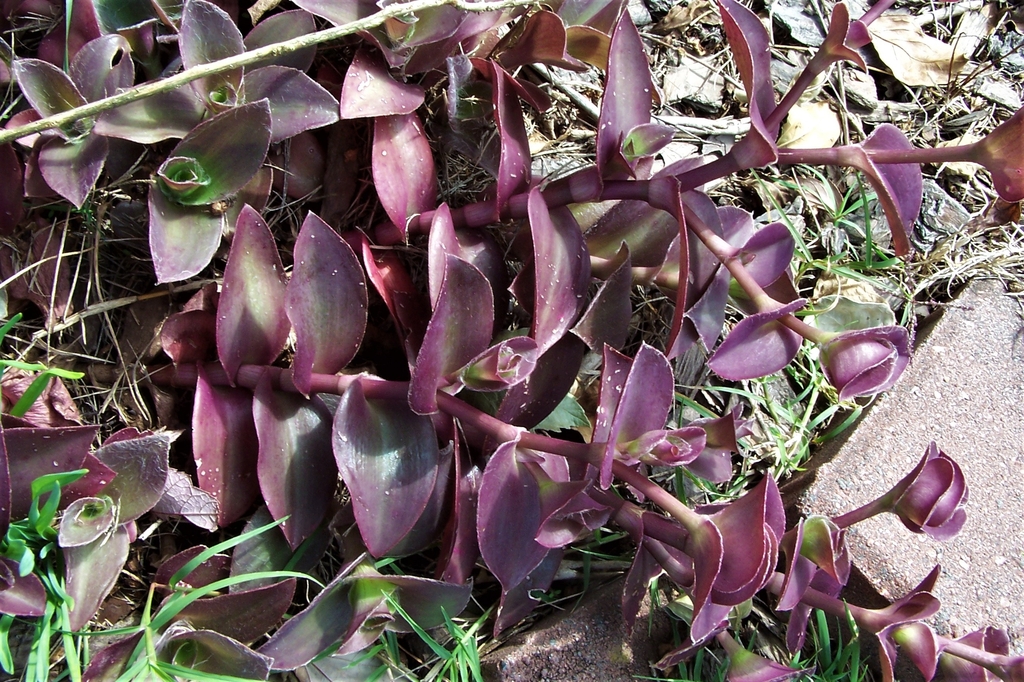 'Pale Puma' Leaves/Stems/Buds - October - Durham Co., NC