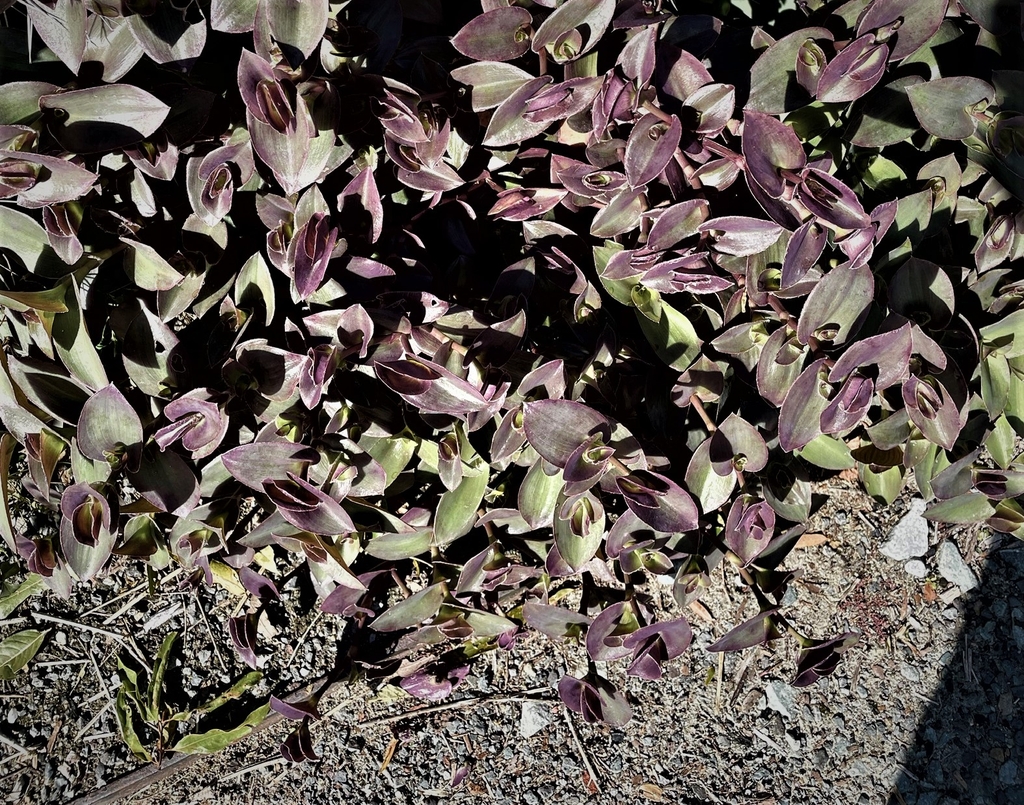 'Pale Puma' Form in full sun - October - Durham Co., NC