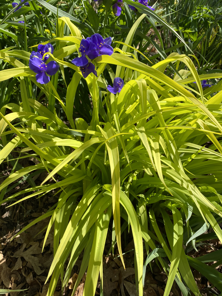 Tradescantia