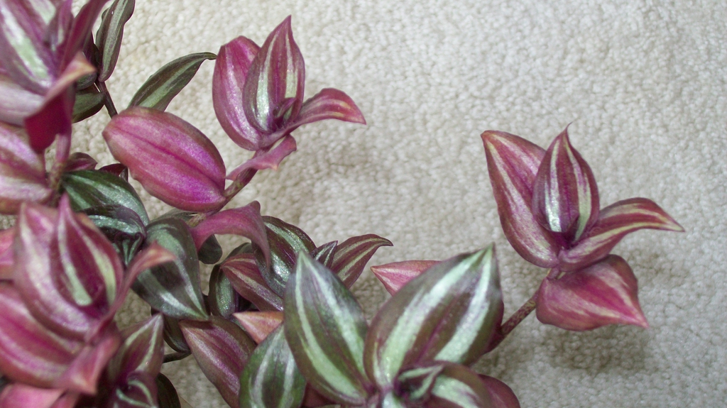 Leafy shoots showing variegation.