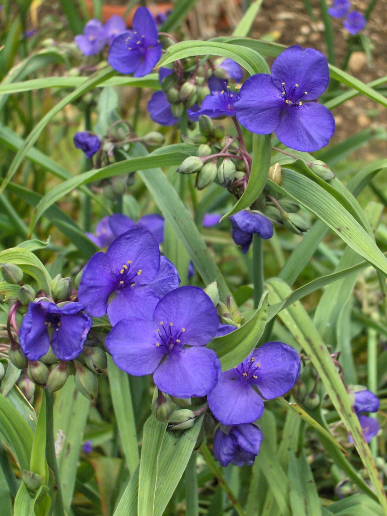 Tradescantia x andersoniana