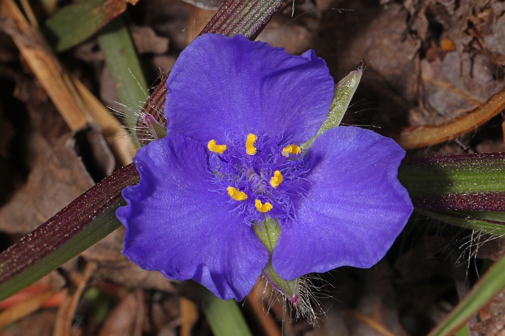 Flower of T. hirsutiflora