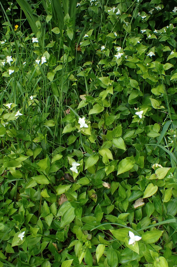 Tradescantia fluminensis