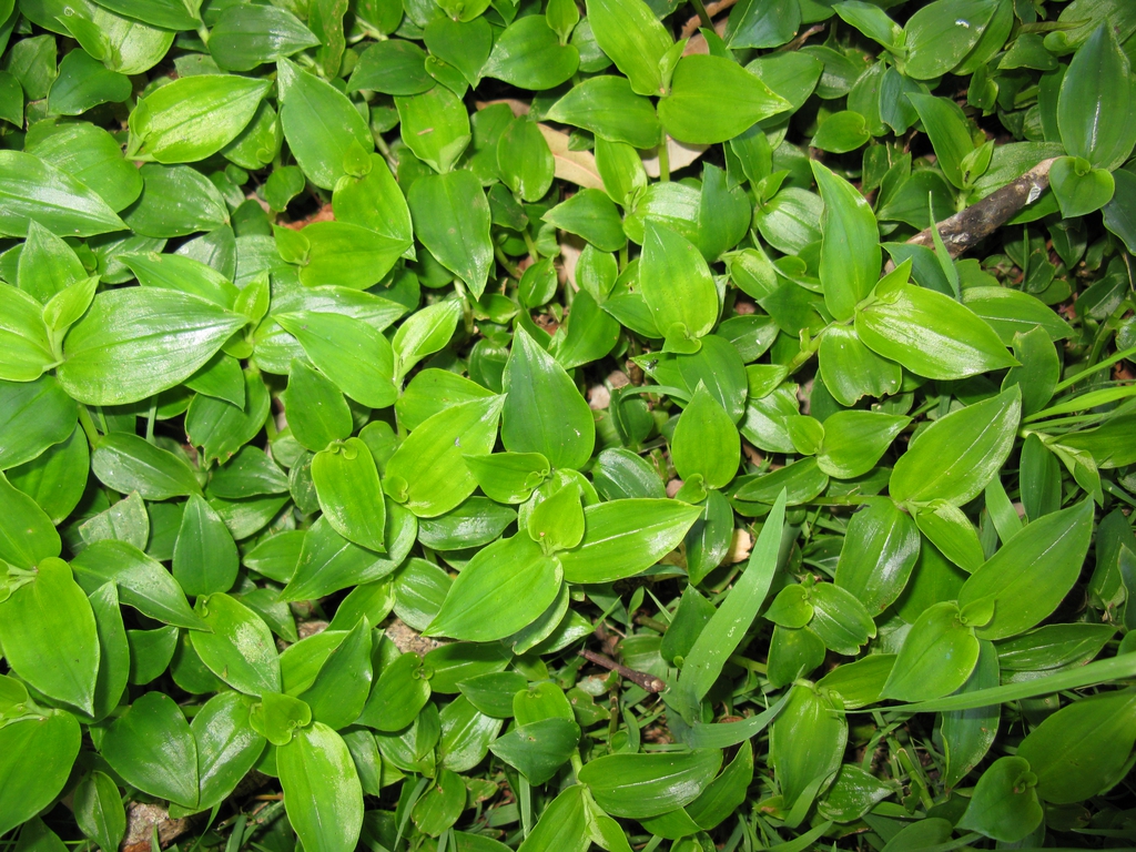 Tradescantia fluminensis