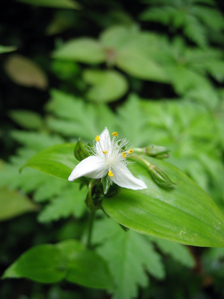 Tradescantia fluminensis