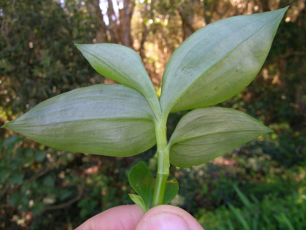 Underside of leaf